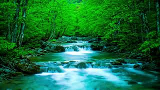 Forest River Harmony Flowing Water Ambience for Focus and Deep Rest