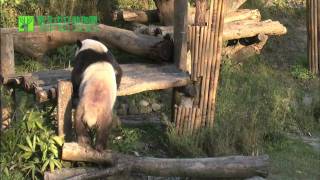臺北市立動物園-大貓熊-團團快樂玩耍鬧
