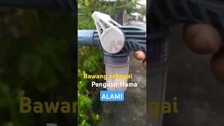 Pemanfaatan Bawang Putih untuk mengusir Hama Tanaman #berkebun #organicfarming #organik #viral