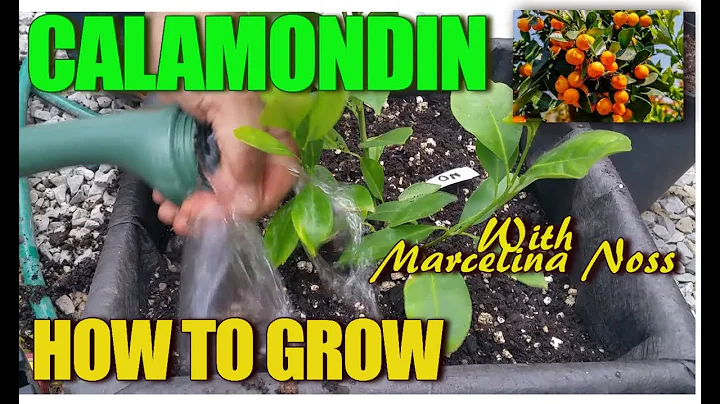 HOW TO GROW CALAMONDIN CITRUS /  Grow, Fertilize, ...