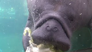 Working to save Florida's manatees