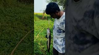 Best Korramenu Fish Hunting Telugu Ganesh Vlogger