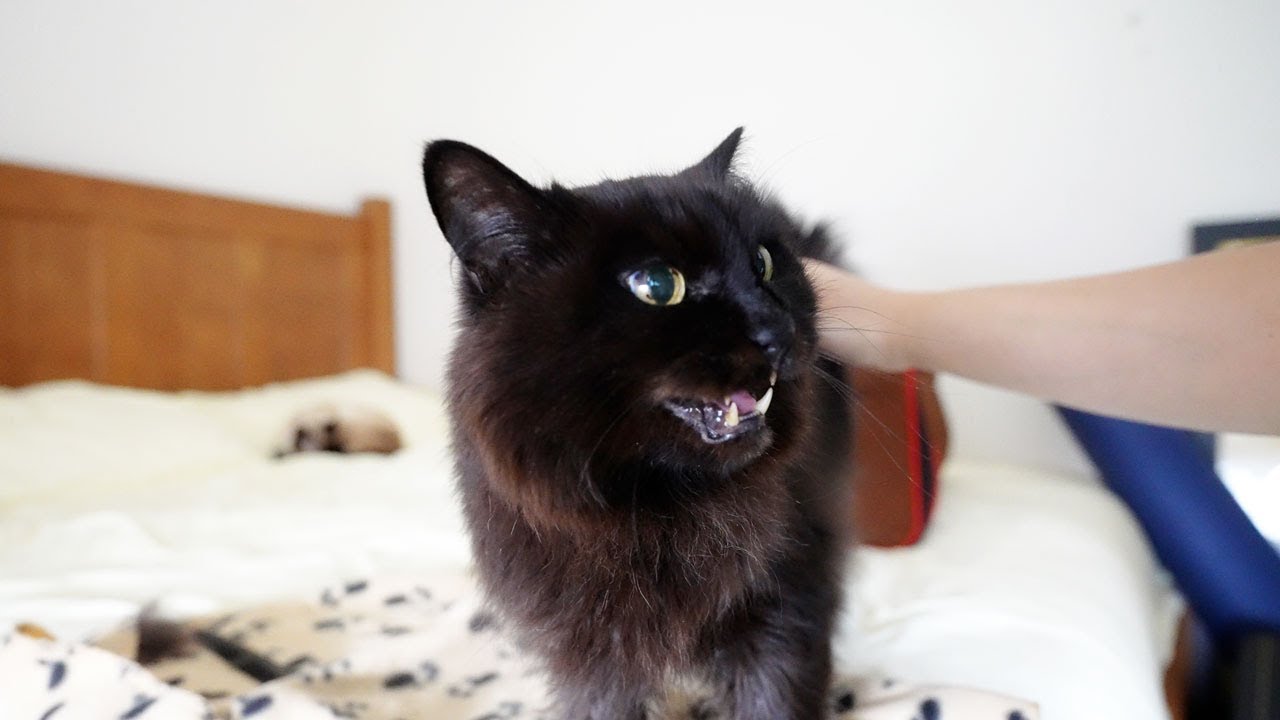 元気がでたら早速おとんにキレるしおちゃん…w - YouTube