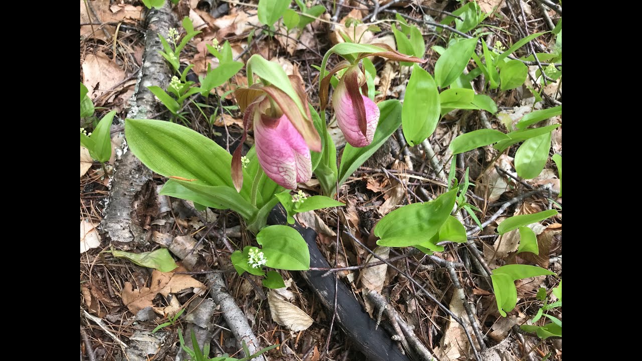 Marsh Habitat Mysteries