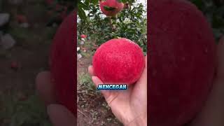 Download Lagu Harvest and pick fresh red pomegranates from the tree MP3