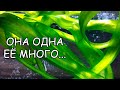 ТАКОЙ ВЫ ЕЕ ТОЧНО НЕ ЗНАЛИ ( КУЧА НЕГОДОВАНИЙ)