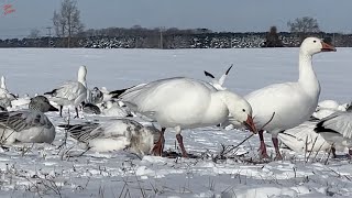 Snow Geese | Snow Goose | Goose Hunting | Snow Goose Hunting | Geese | Goose | Pitboss Waterfowl