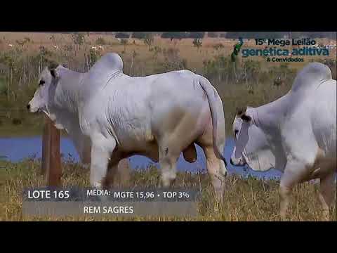 Lote 165 - DUPLO