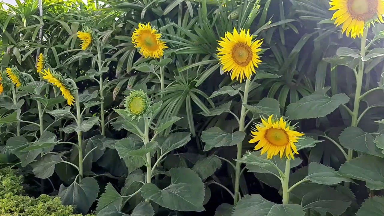 Sunflower Garden in Airport Terminal 2 Singapore Sunflower Garden