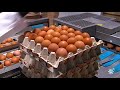 Granja de gallinas camperas en Lora de Estepa, apuesta por la calidad
