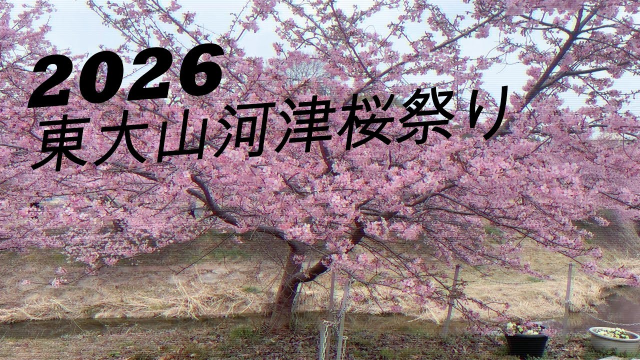 2026東大山河津桜祭り