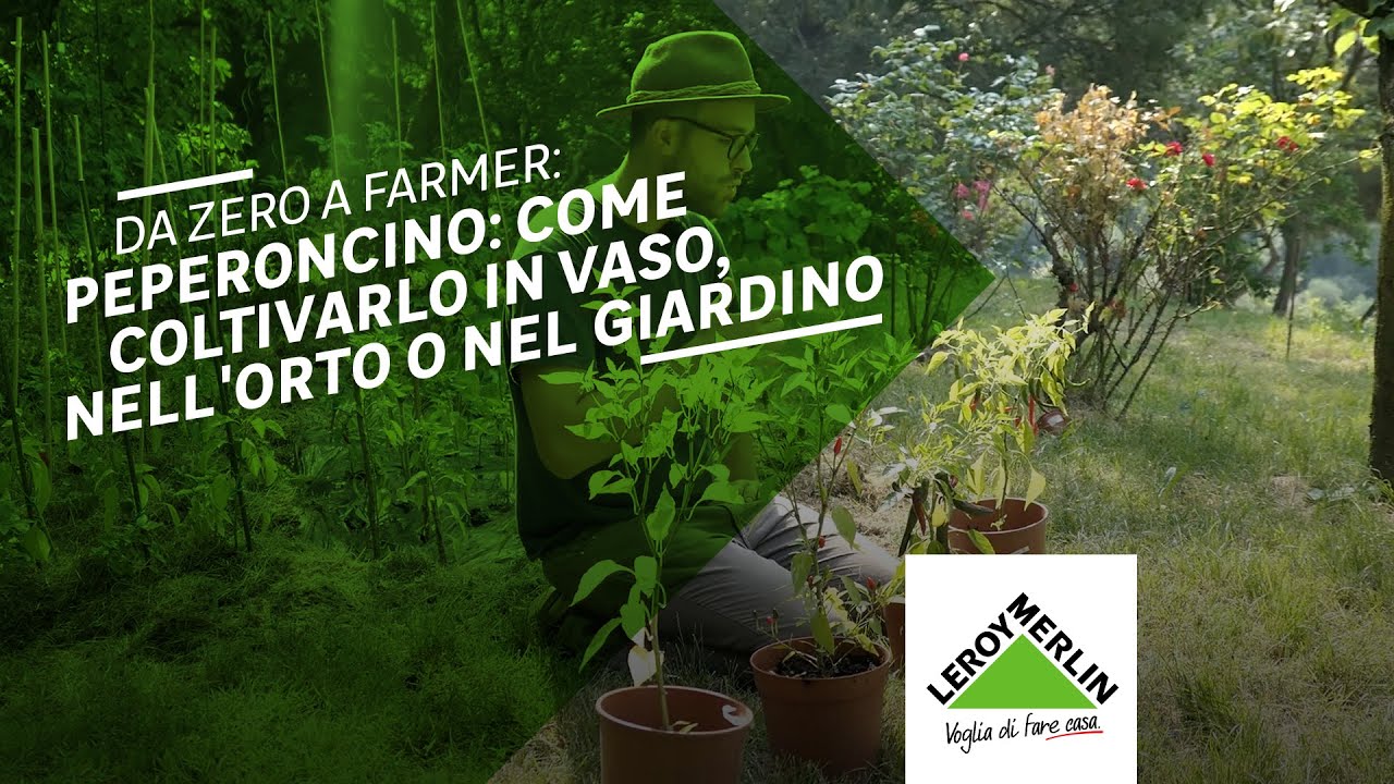 Da Zero a Farmer: coltivare peperoncino in orto o vaso | Leroy Merlin ...