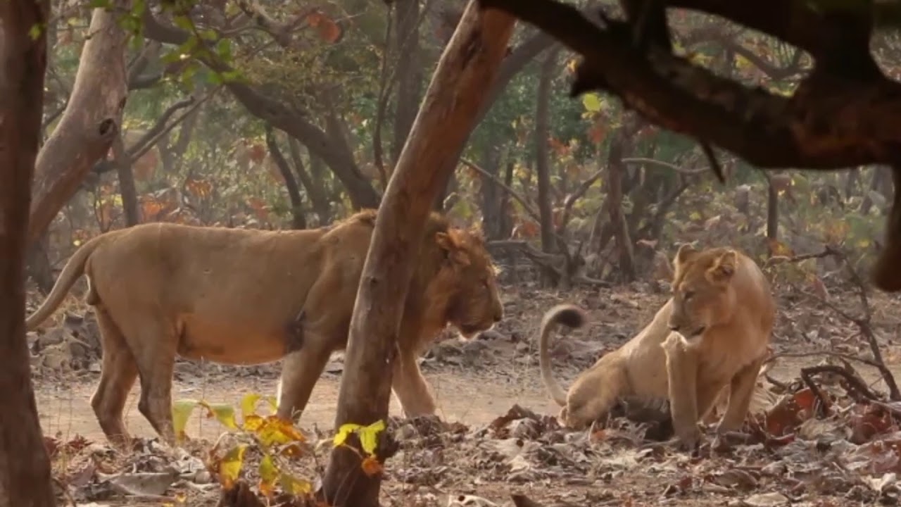 gir lion safari video