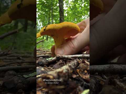 Super Satisfying Mushroom