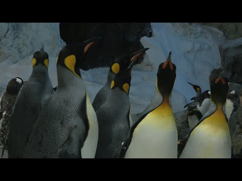Video: Hvor Bor Pingviner