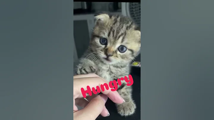 Video 10579131: kitten pets catlover kitty, cats catlover kitten kitties, catlover kitty pet cute, pets kitty catlover funny, kitten cat adorable kitty