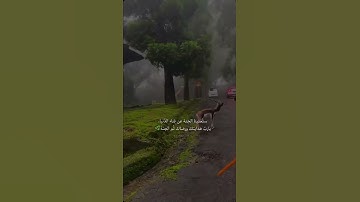 القارئ محمد هشام | Qari Mohammad Hesham