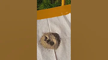 Не покупайте черный перец, пока не посмотрите это видео