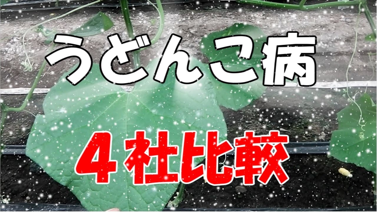 うどんこ病は病にあらず 耐病性比較４社まとめて Disease Resistance Comparison Powdery Mildew きゅうり農家 きゅうり栽培 愉快なshata農園 Youtube