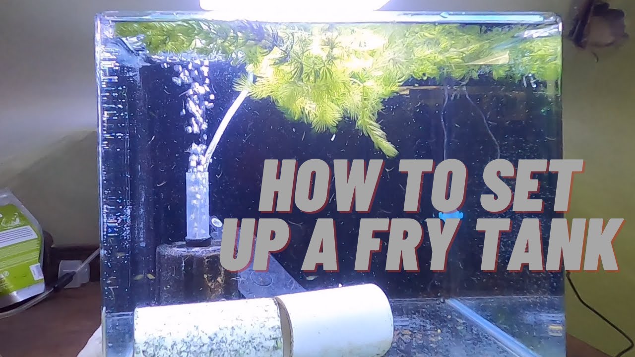 How To Set Up A Fry Tank (Baby Fish) (Baby Cichlids) #Aquariums