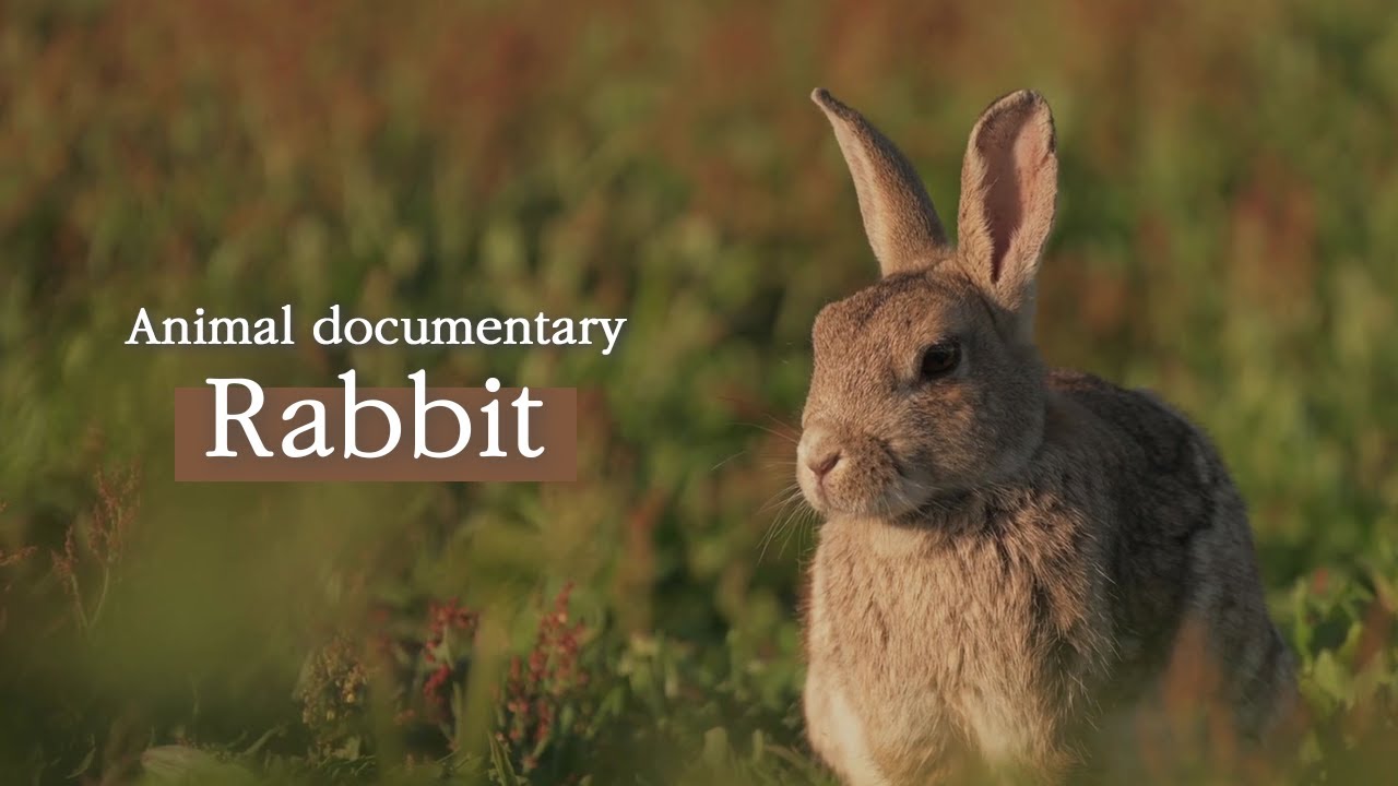 Rabbit [Animal Documentary] - YouTube