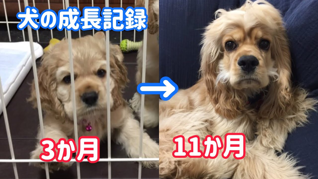 アメリカンコッカ スパニエル生後３か月 成犬までの成長記録 Youtube