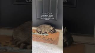 Adorable Raccoon Rescue Goes OFF THE RAILS! #Raccoons #Shorts