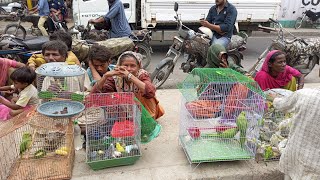 Biggest Bird Market Lalukhet Karachi Reasonable Price All Bird