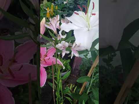 Video: Tanaman Lily Peru: Tips Cara Menanam Bunga Lily Peru Di Taman