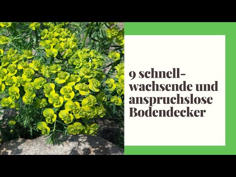 Video: Am Boden kriechende Pflanzen: Fotos und Namen