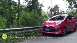 Panen Madu Syaima di sumatra barat