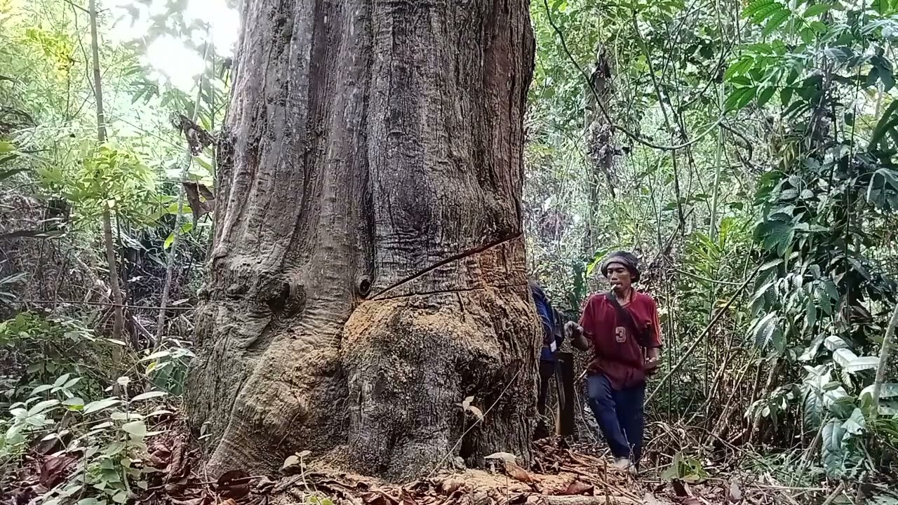 Merobohkan Pohon Ulin Raksasa'