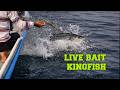 Live Bait + Floating Rig = Clean Kingfish Strike