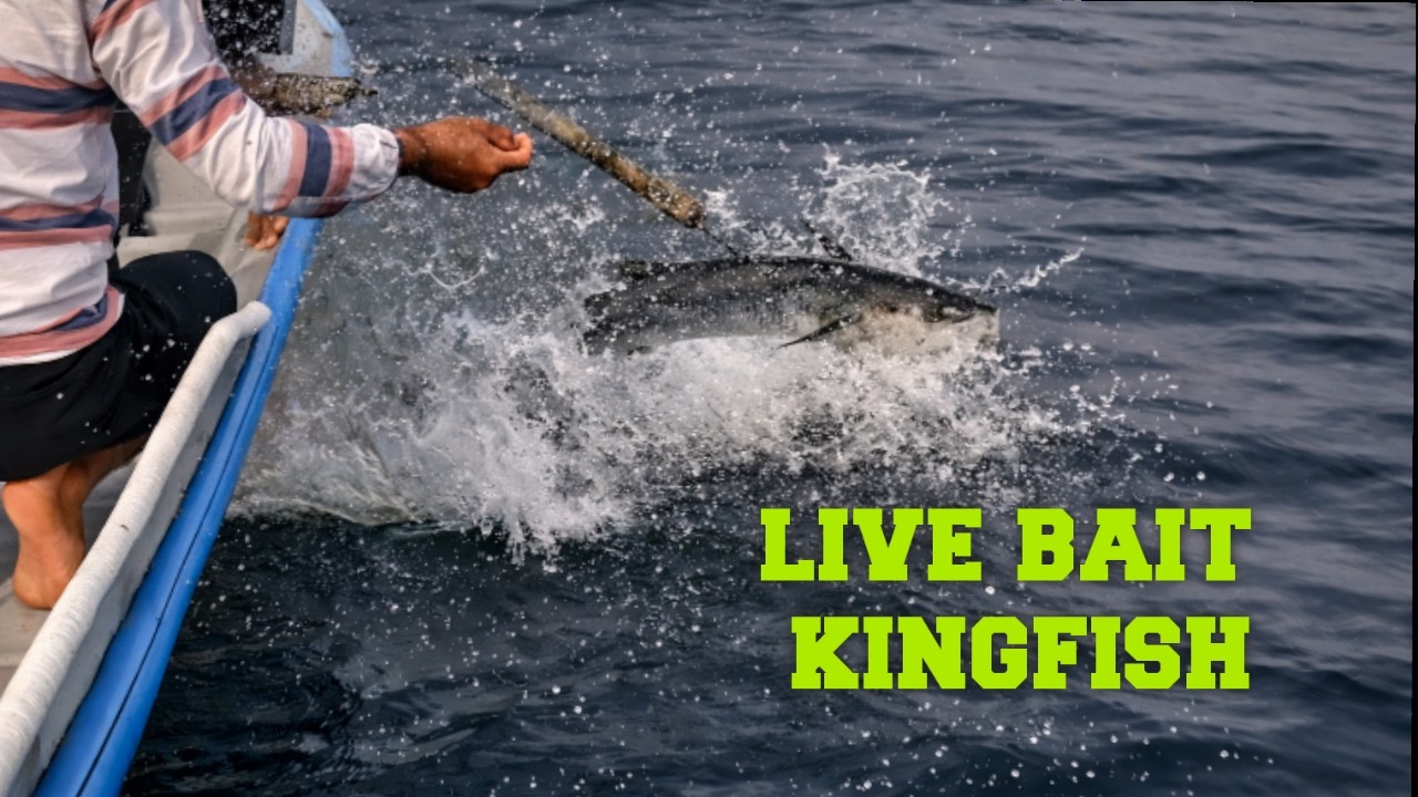 Live Bait + Floating Rig = Clean Kingfish Strike