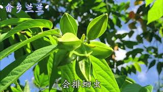 中草药“使君子”原来长这样子，好多人不知它价值而忽略，太可惜
