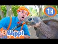 Blippi Visits a Zoo (Phoenix Zoo) | 1 HOUR BEST OF BLIPPI | Animal Videos for Kids | Blippi Toys