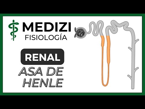 Vídeo: Diferencia Entre Bucle Ascendente Y Descendente De Henle