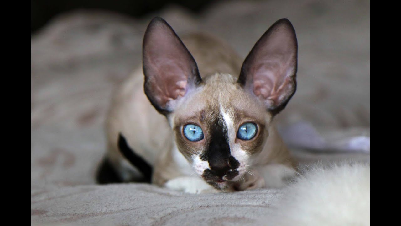 blue cornish rex