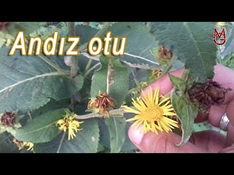 Video: Inula Bitkiləri Haqqında Məlumat - Inula Bitkilərinin Yetişdirilməsi üzrə Məsləhətlər