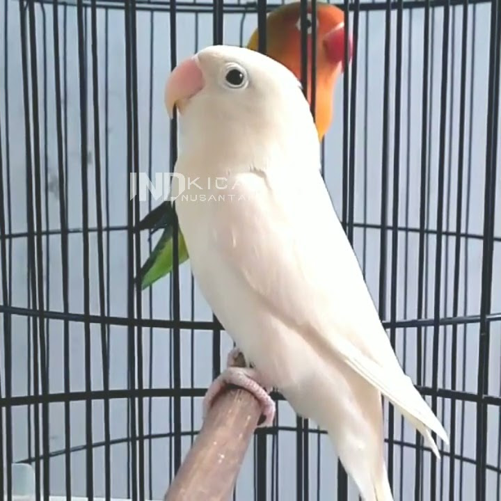 Lovebird ngetik sambung ngekek | labet ANACONDA BF 05