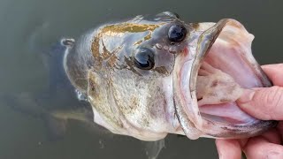 Fishing at Nuclear Reactor - Crazy Open Water Bass Fishing Action &amp; Tips