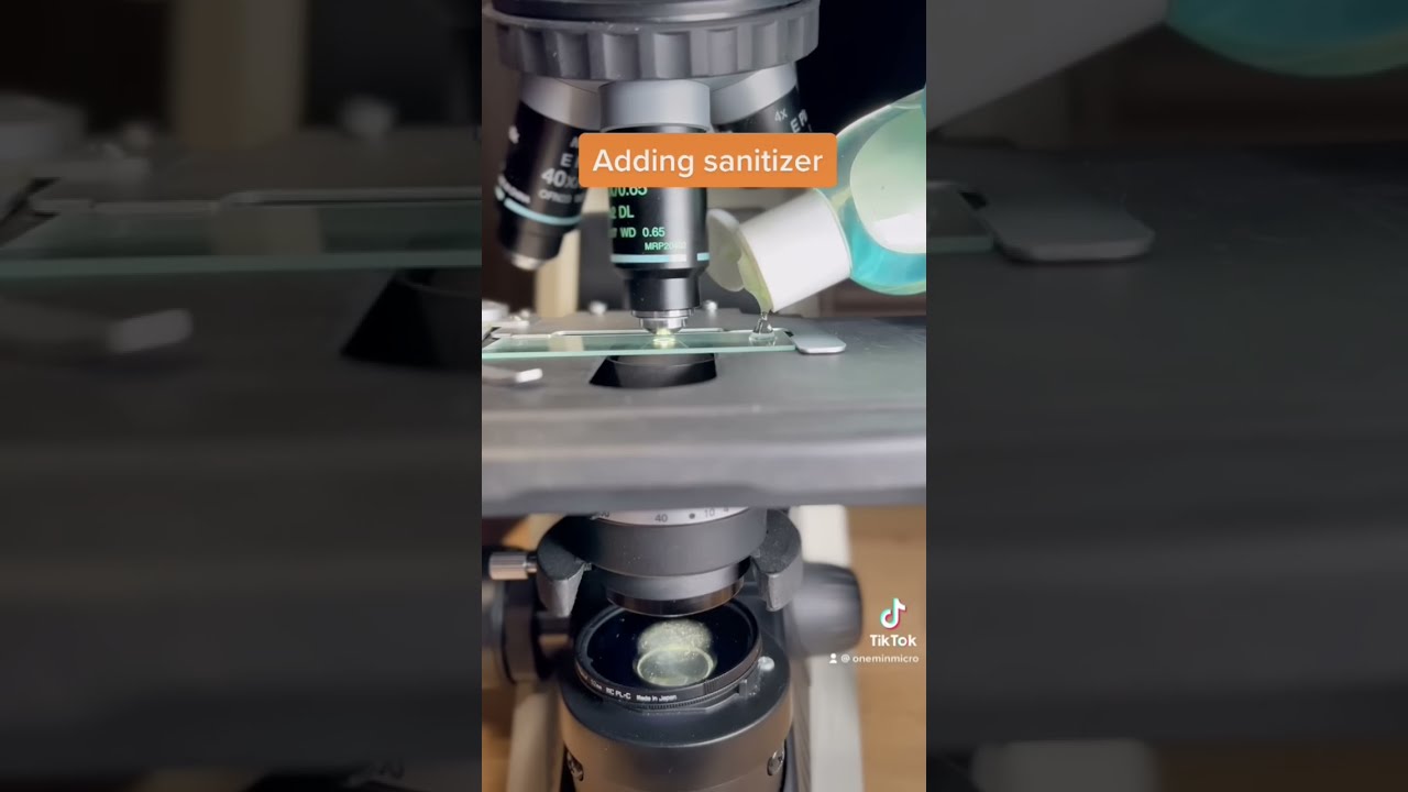 Bacteria VS Hand Sanitizer Under The Microscope 