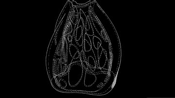 3D Printed Lamp | Heart feeling | Computational prototype | Digital Fabrication Ines J. Pedras