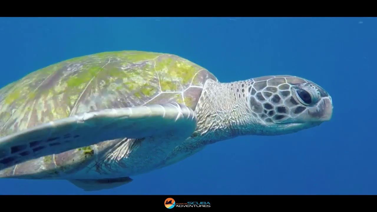 Compilation of Marine Life from Last week of April 2016