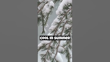 The Mighty Cedar: 5 Remarkable Facts About This Resilient Tree