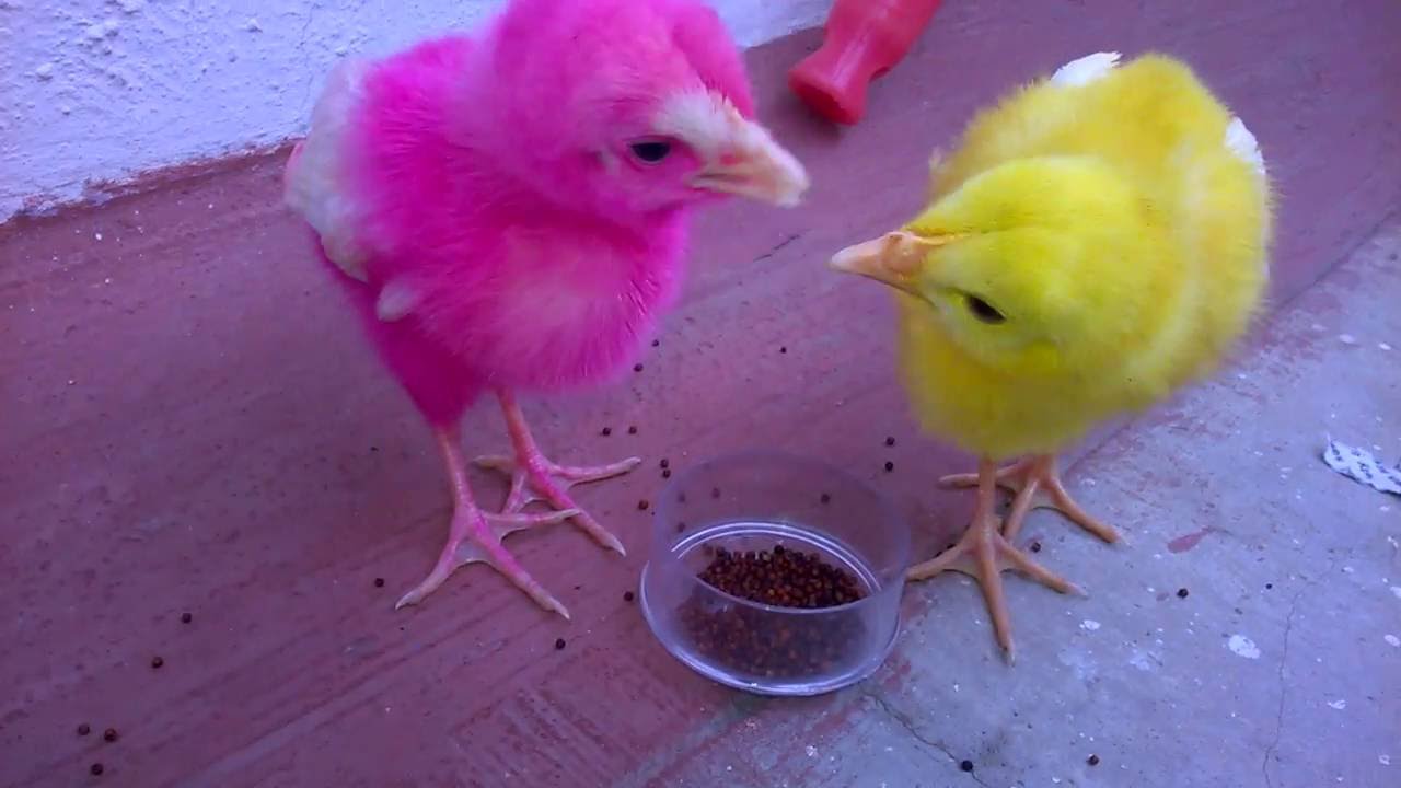 FUNNY CHICKEN VIDEOS CUTE CHICKENS EATING FOOD NEW