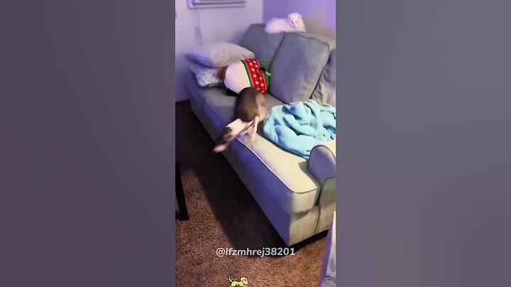 Dogs don’t stop when they get excited.#dog #dogs #puppy #funnydog #zoomies