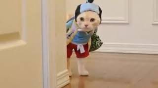 Download Lagu Kok Sepi!!!!??? Status Lucu WhatsApp 2018 MP3