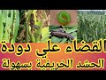 أفضل طريقة للقضاء علي دودة الحشد الخريفية بسهولة