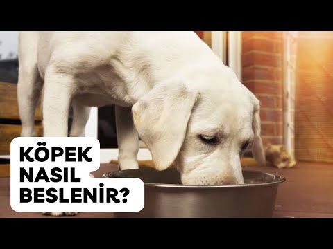 Köpek Nasıl Beslenir?